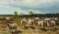 Sheep on a heath - Charles Jones