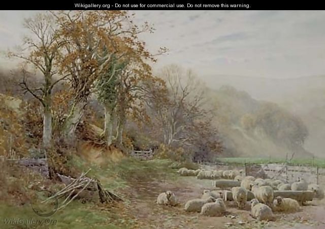 Sheep resting in the sunshine - Charles James Adams