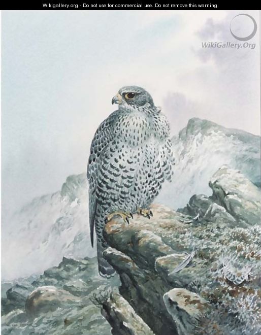 A falcon on a rocky outcrop - Carl Donner