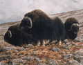 Musk oxen - Carl Brenders