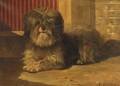 A Tibetan terrier - Bernard te Gempt