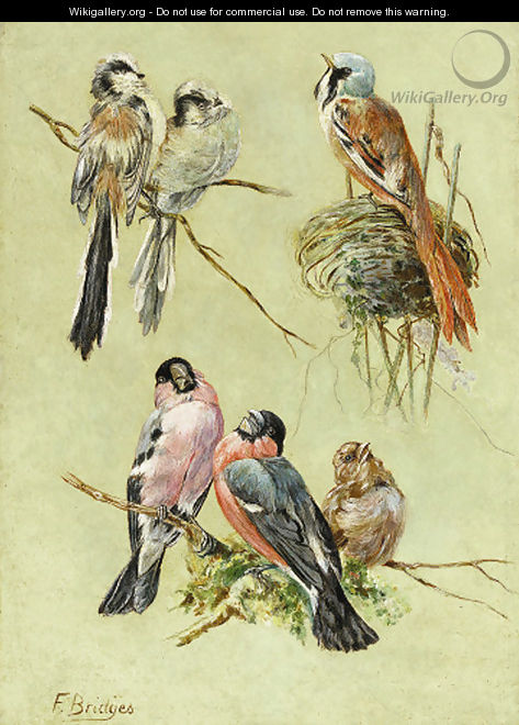 Bird Studies - Fidelia Bridges