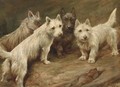 Four Cairn terriers - Fannie Moody