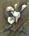 White peace lilies - English School