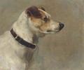 The head of terrier 2 - English School