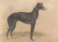 Study of a greyhound - English School