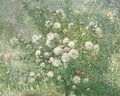 A white rose bush - Ernest Quost