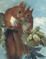 Squirrels - English School
