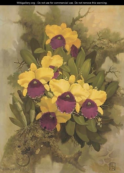 Purple and yellow orchids - English School