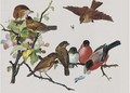 Robins and other birds - English School