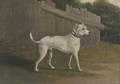 A bullterrier by a fence - (after) Francis Sartorius