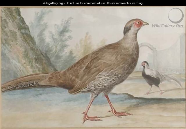 Two silver pheasants in a garden - (after) Aert Schouman