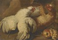 Two hens - (after) Adriaen Van Utrecht