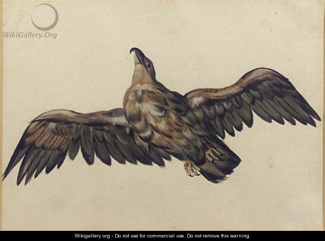 An eagle, with wings outstretched - Dutch School