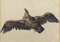 An eagle, with wings outstretched - Dutch School
