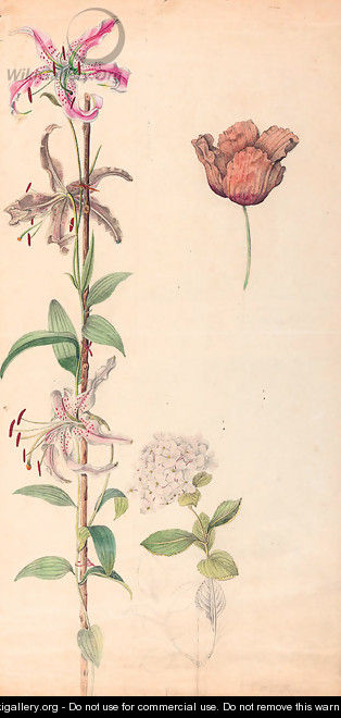 Studies of a lily, a hydrangea and a tulip - Dutch School