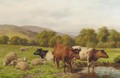Cattle and sheep resting in a water meadow - Dixon Clark