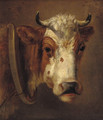 Study of a cow's head - Dirk Van Lokhorst