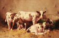 Calves resting in a barn - David Gauld