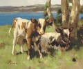 Calves in a meadow - David Gauld