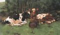 Ayrshire Calves 2 - David Gauld