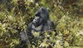 Gorilla - Thomas Hosmer Shepherd