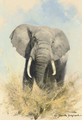 Charging elephant - Thomas Hosmer Shepherd