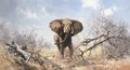 Bull Elephant - Thomas Hosmer Shepherd