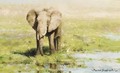 An Elephant at a water hole - Thomas Hosmer Shepherd