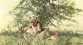 A Lioness and her Cubs - Thomas Hosmer Shepherd