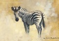 A baby zebra - Thomas Hosmer Shepherd