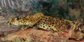 Stalking Leopard - Cuthbert Edmund Swan