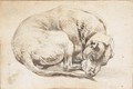 A sleeping dog - Cornelis Saftleven