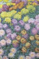 Massif de chrysanthemes - Claude Oscar Monet