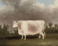 A white prize bull - (after) Thomas Weaver