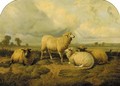 Sheep in a meadow - (after) Thomas Sidney Cooper