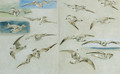 Study of Seagulls - Clarkson Stanfield