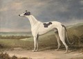 A prize greyhound in an extensive landscape - English School