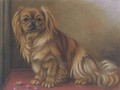 A pekingese on a table - English School