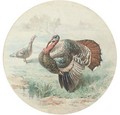 Courting turkeys - English School