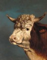 The head of a prize bull - English Provincial School