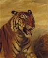 Snarling Tiger - English School