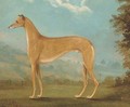 A greyhound in a landscape - English School