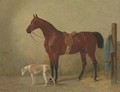 A Saddled Bay Hunter in a Stable with a Dog - Emil Volkers