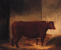 A Long Horn Bull in a Barn - English Provincial School