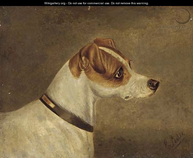 Head of a terrier 2 - Edwin Loder