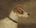 Head of a terrier 2 - Edwin Loder