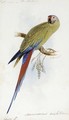 A Varied Lorikeet, Trichoglossus Versicolor, an illustration for Sir William Jardine's The Naturalist's Library - Edward Lear