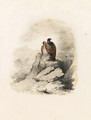 A pair of birds of prey on a rocky outcrop - Edward Lear