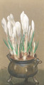 White crocuses in a pewter bowl - Edwin Alexander